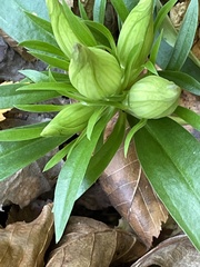 Gentiana villosa