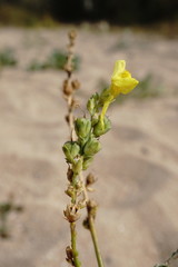 Linaria sabulosa