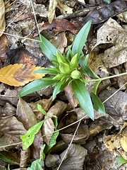 Gentiana villosa