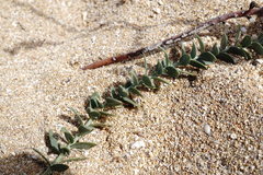Linaria sabulosa