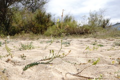 Linaria sabulosa