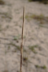 Thinopyrum bessarabicum