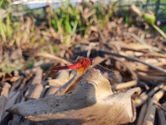 Crocothemis servilia