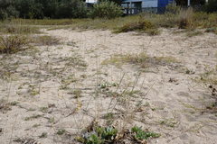 Thinopyrum bessarabicum