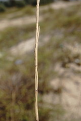 Thinopyrum bessarabicum