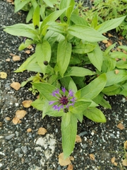 Centaurea montana