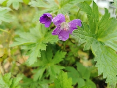 Geranium sylvaticum