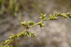 Artemisia arenaria