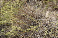 Artemisia arenaria