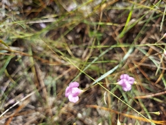 Agalinis divaricata