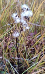 Solidago virgaurea lapponica