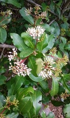 Ixora pavetta
