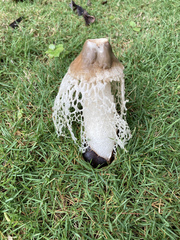 Phallus atrovolvatus