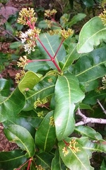 Ixora pavetta