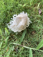 Phallus atrovolvatus
