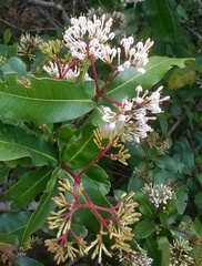 Ixora pavetta