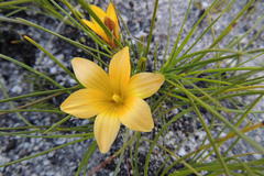 Romulea setifolia setifolia