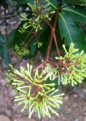 Ixora pavetta