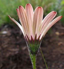 Dimorphotheca montana