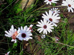 Dimorphotheca montana