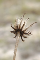 Crepis foetida