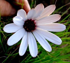 Dimorphotheca montana