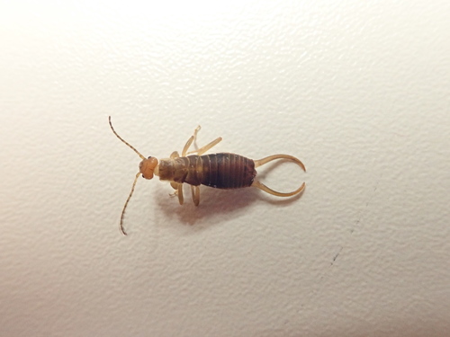 Pseudovigna