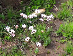 Dimorphotheca montana