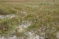 Centaurea scabiosa adpressa