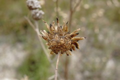 Centaurea scabiosa adpressa