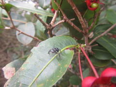 Ochna arborea