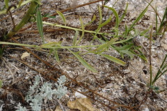 Centaurea scabiosa adpressa