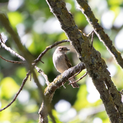 Ficedula hypoleuca