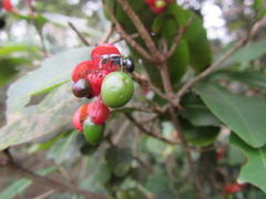 Ochna arborea