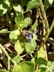 Copestylum spinigerum