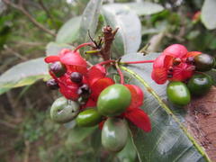 Ochna arborea