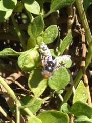 Copestylum spinigerum