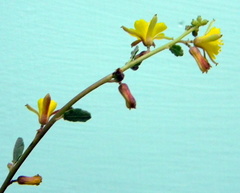 Triumfetta rotundifolia