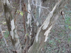 Chloroleucon mangense mangense