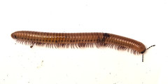 Pachyiulus cattarensis