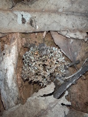 Maratus vespertilio