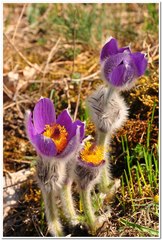 Pulsatilla halleri