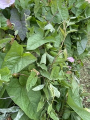 Calystegia sepium spectabilis