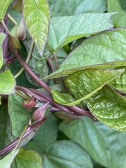 Calystegia sepium spectabilis