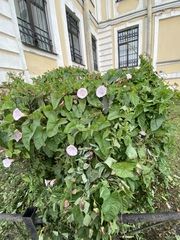 Calystegia sepium spectabilis