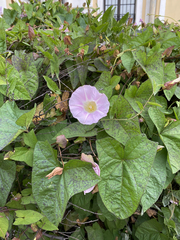 Calystegia sepium spectabilis