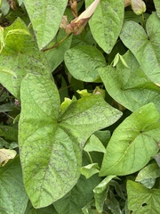 Calystegia sepium spectabilis