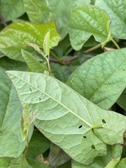 Calystegia sepium spectabilis