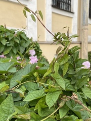 Calystegia sepium spectabilis