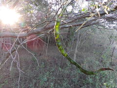 Chloroleucon mangense mangense